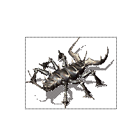 传奇邪恶钳虫2属性